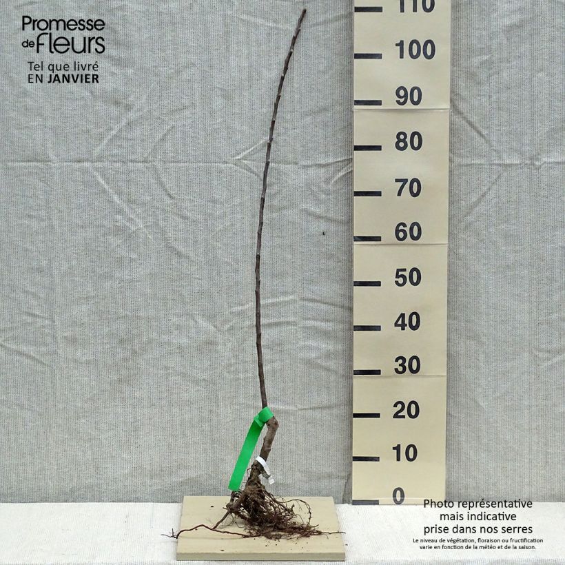 Amostra de Pommier Reinette grise du Canada Bio Grandes Racines nues, Scion tal como entregue no inverno