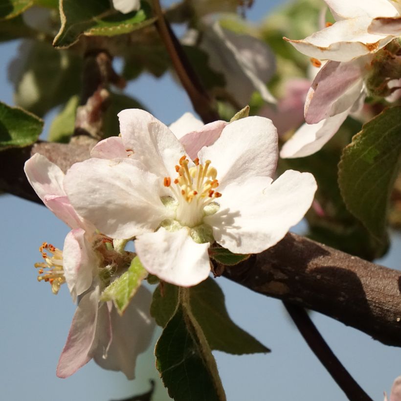 Macieira Reinette cinzenta do Canadá - Malus domestica (Floração)