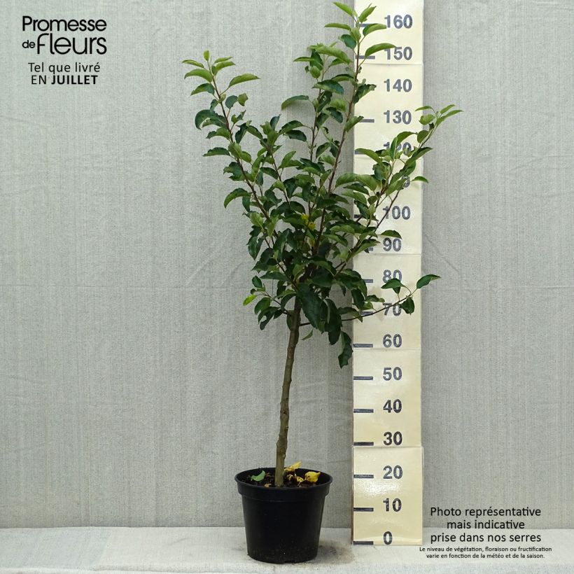 Amostra de Macieira Royal Gala - Malus domestica Vaso de 7,5 L/10 L, Copo tal como entregue no verão