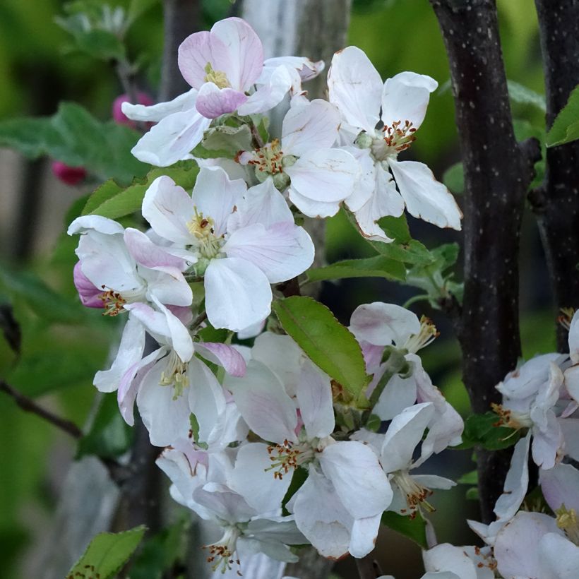 Macieira Delbardivine Georges Delbard - Malus domestica (Floração)