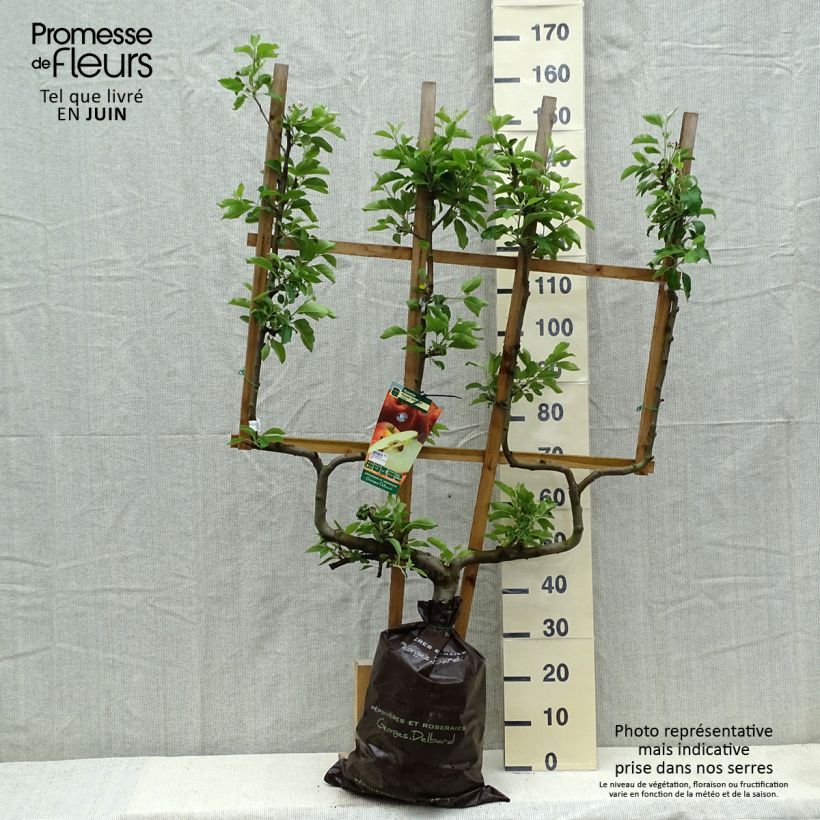 Amostra de Macieira Delbardivine Georges Delbard - Malus domestica Torrão "Pronto a plantar", Palmeta dupla em U tal como entregue na primavera