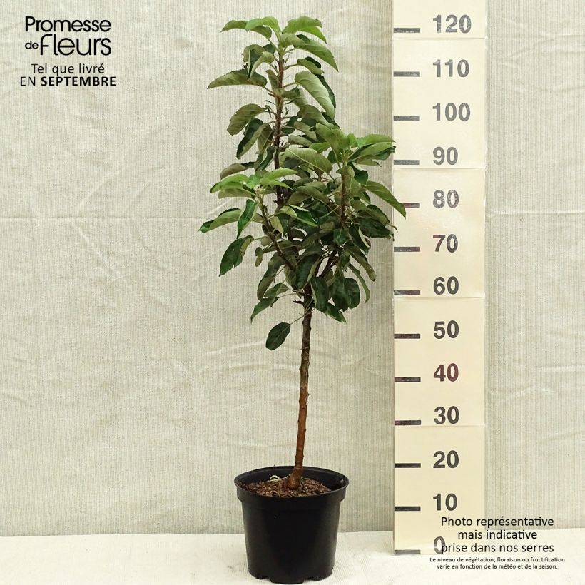 Amostra de Macieira colunar Sonate - Malus domestica Vaso de 7,5 L/10 L, Colunar tal como entregue no outono