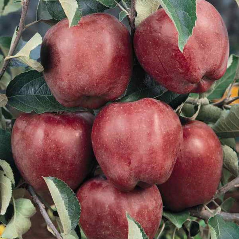 Macieira Starking Delicious - Malus domestica (Colheita)