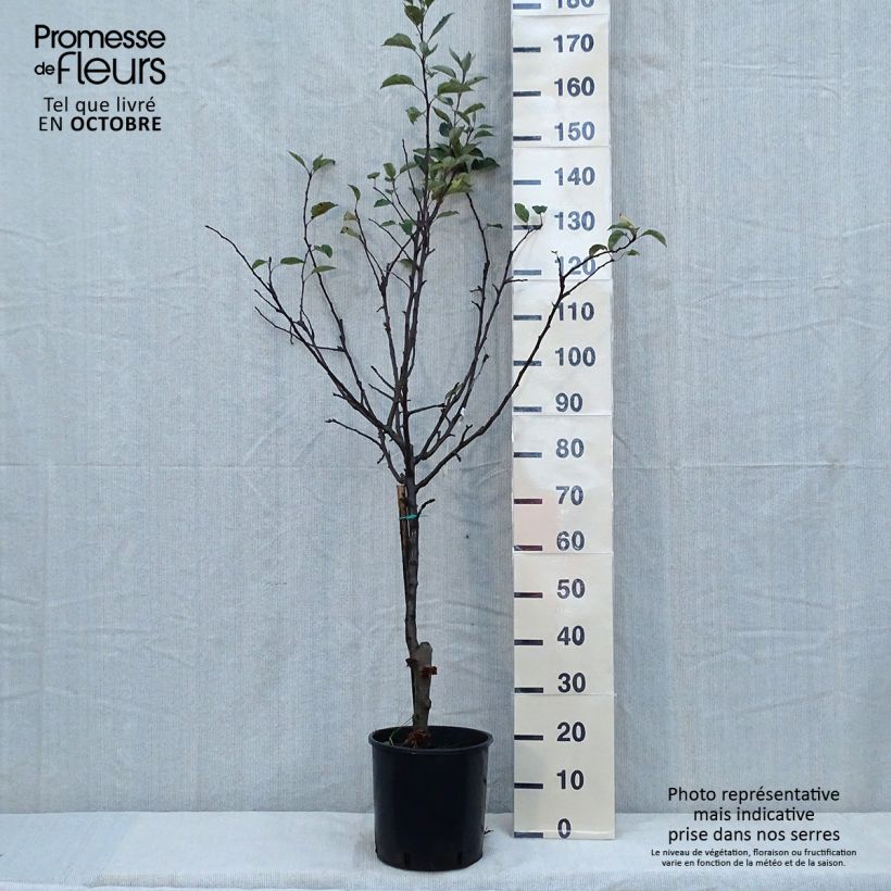 Amostra de Macieira Starking Delicious - Malus domestica Vaso de 7,5 L/10 L, Meia haste tal como entregue no outono