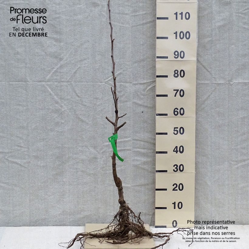 Amostra de Pommier Transparente Blanche Bio - Pomme des moissons - Saint Anne - Transparente Jaune Grandes Racines nues, Scion tal como entregue no inverno