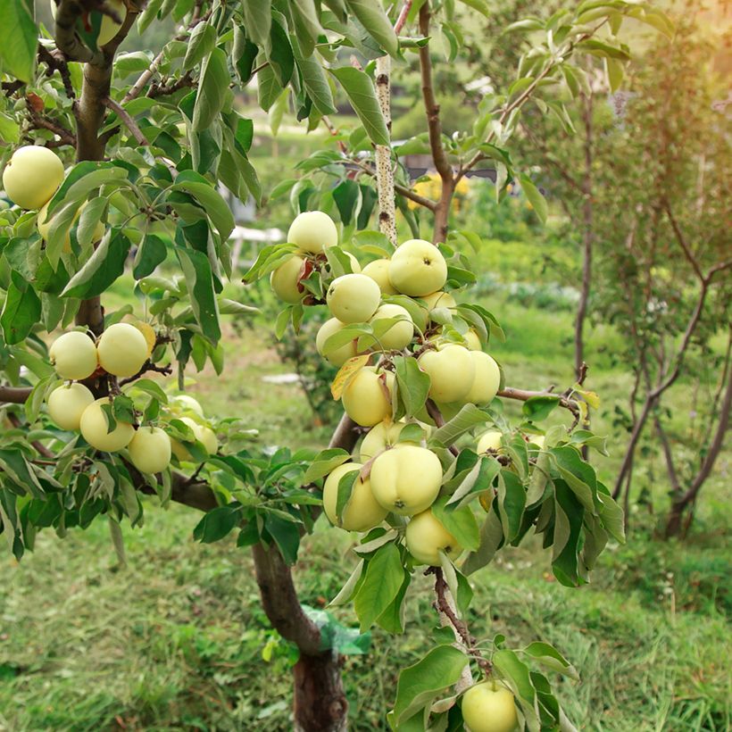 Macieira Transparente Blanche Bio- Maçã das colheitas - Saint Anne - Malus domestica (Hábito)