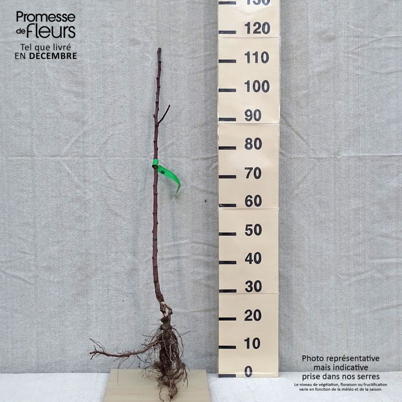 Amostra de Pommier Transparente de Croncels Bio Grandes Racines nues, Scion tal como entregue no inverno