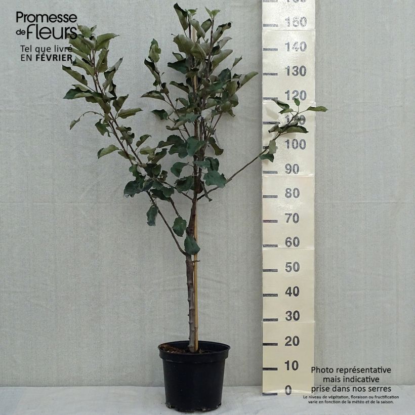 Amostra de Macieira Transparente de Croncels - Malus domestica Vaso de 7,5 L/10 L, Copo tal como entregue no outono