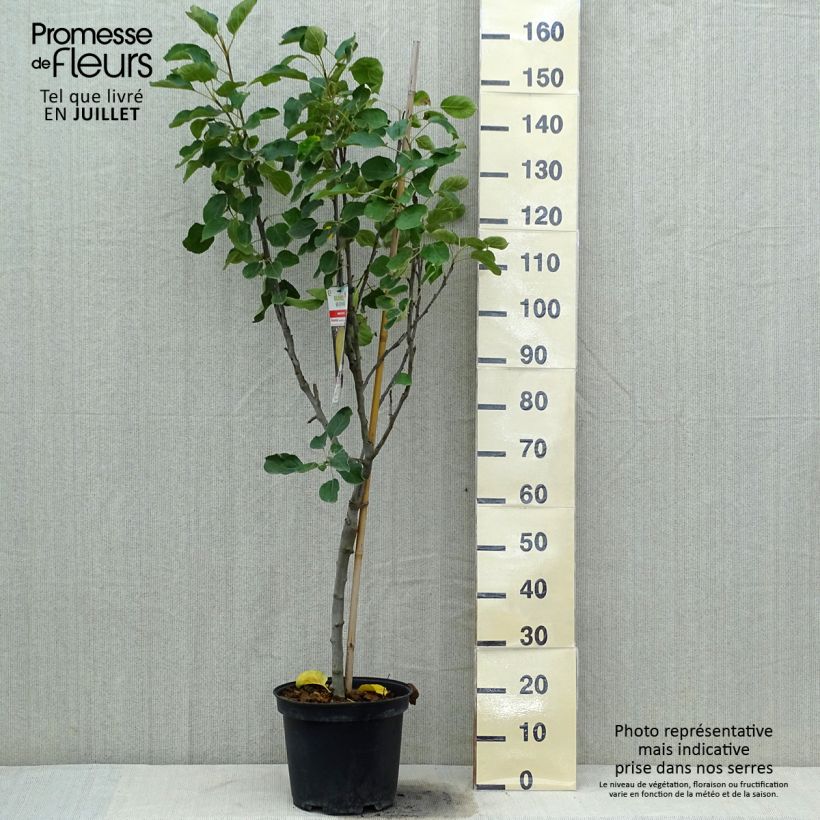 Amostra de Macieira Transparente de Croncels - Malus domestica Vaso de 7,5 L/10 L, Copo tal como entregue no verão