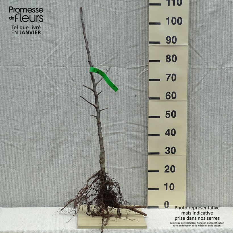 Amostra de Pommier Winston Bio Grandes Racines nues, Scion tal como entregue no inverno