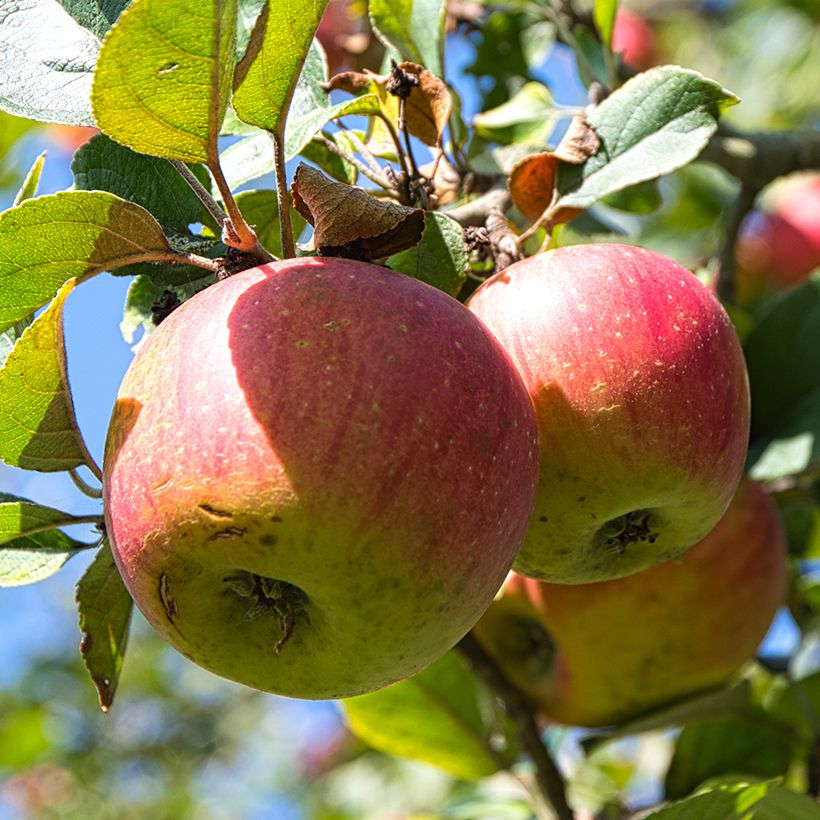 Macieira Winston Bio - Malus domestica (Colheita)
