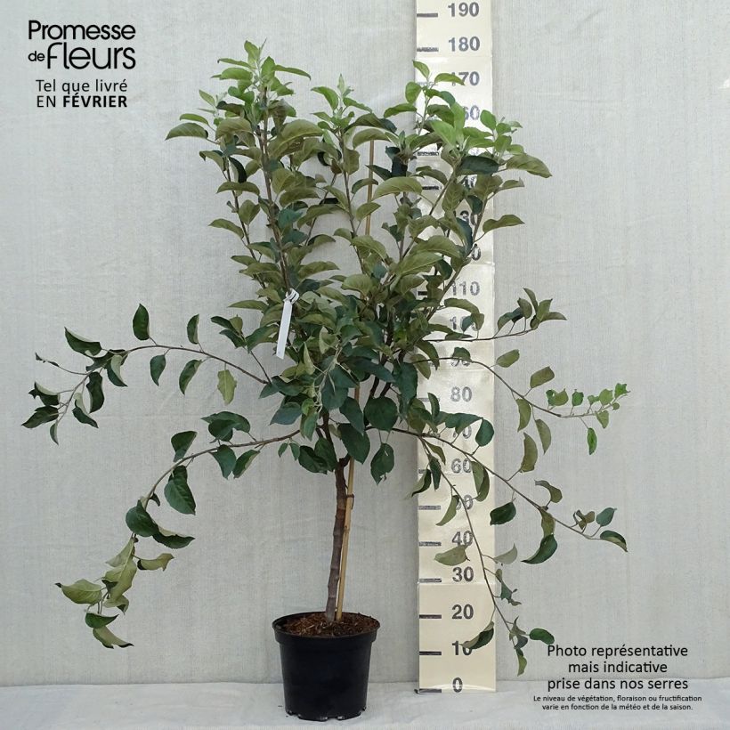 Amostra de Macieira Winter Banana - Malus domestica Vaso de 7,5 L/10 L, Copo tal como entregue no outono
