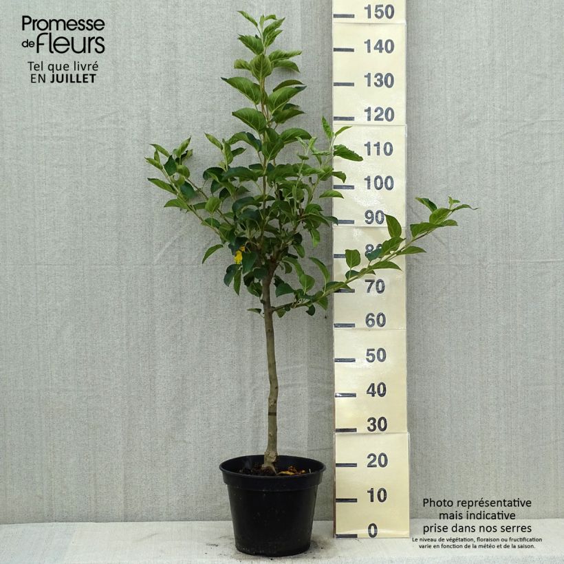 Amostra de Macieira Winter Banana - Malus domestica Vaso de 7,5 L/10 L, Copo tal como entregue no verão