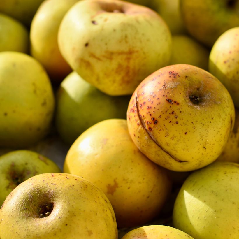 Macieira de sidra Douce Coët Ligné - Malus domestica (Colheita)