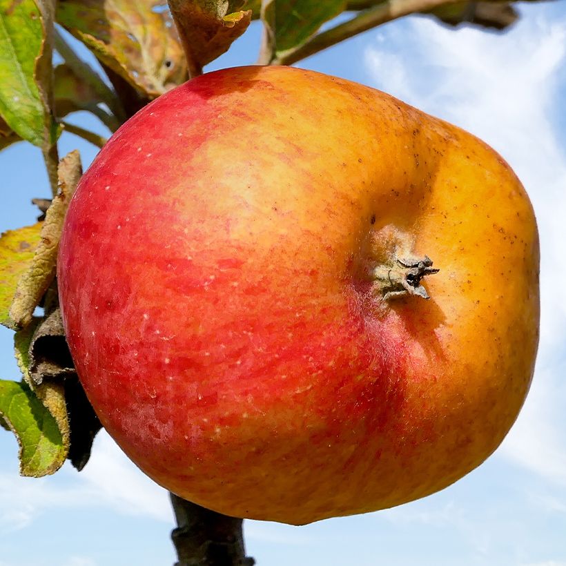 Macieira de sidra Douce Moën - Malus domestica (Colheita)