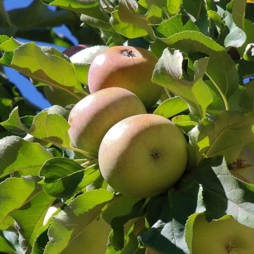 Macieira de sidra Locard Vert - Malus domestica (Colheita)