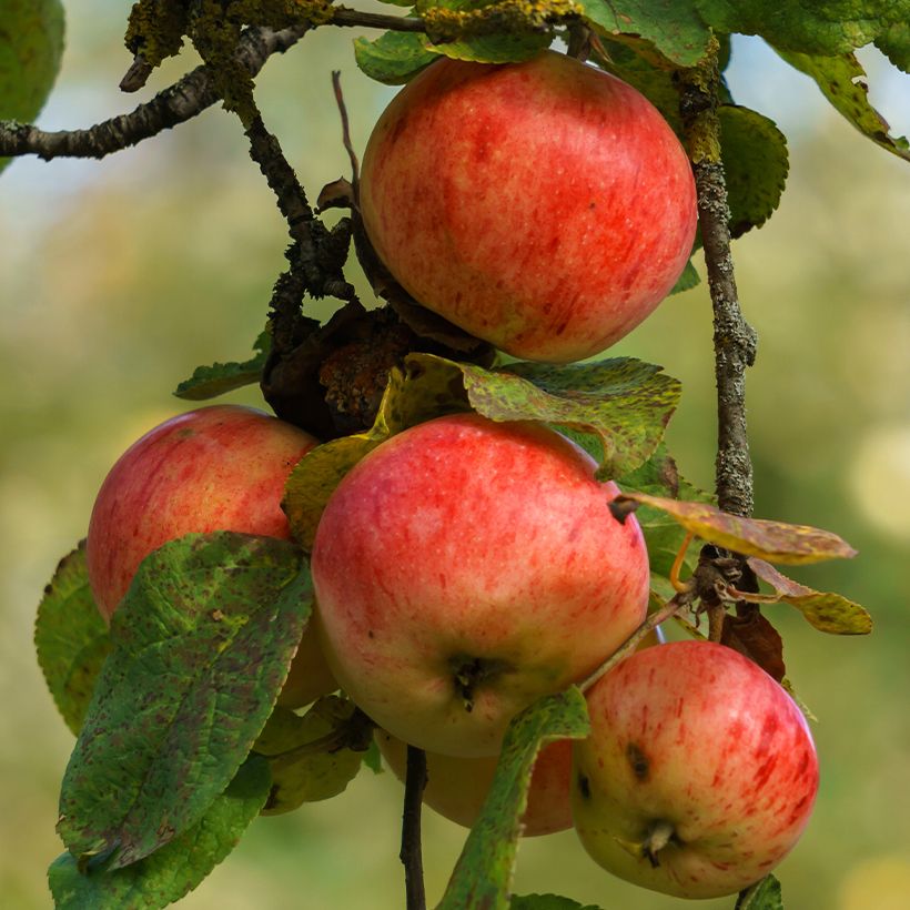 Macieira de sidra Marie Ménard - Malus domestica (Colheita)