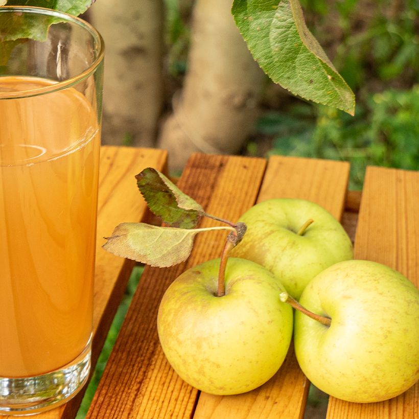 Macieira de sidra Pequena amarela - Malus domestica (Colheita)