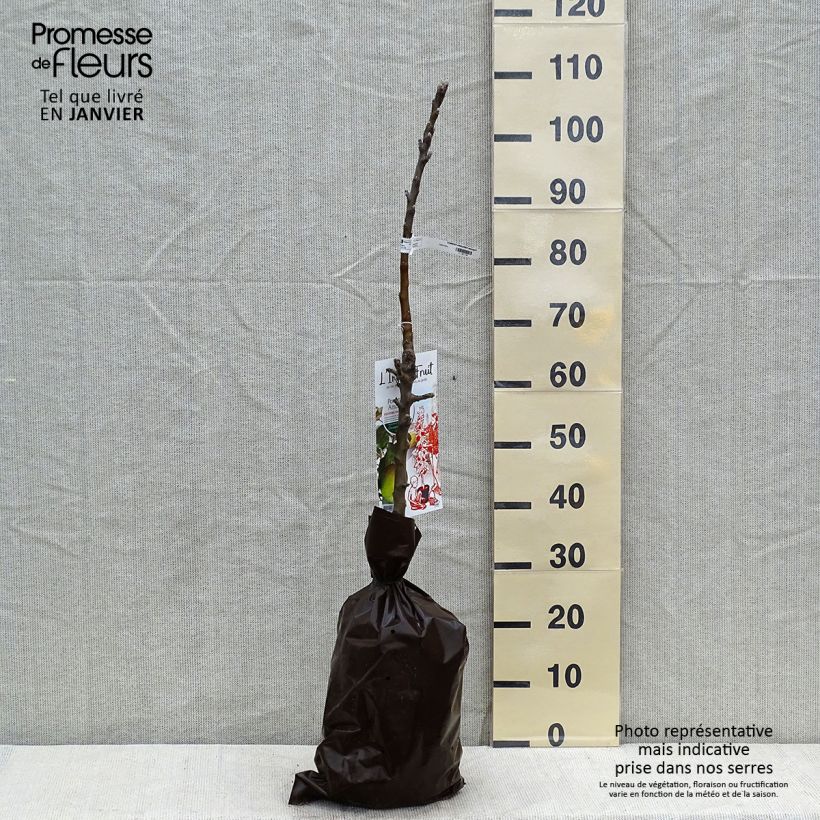 Amostra de Pommier colonnaire Amboise - Georges Delbard Torrão "Pronto a plantar", Colunar tal como entregue no inverno