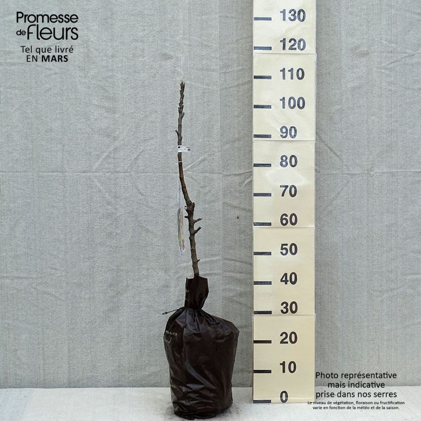 Amostra de Macieira colunar Amboise Georges Delbard - Malus domestica Torrão "Pronto a plantar", Colunar tal como entregue na primavera