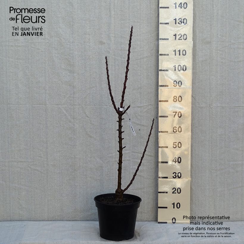 Amostra de Pommier colonnaire Ballerina ® Polka Pot de 7,5L/10L, Colonnaire tal como entregue no inverno