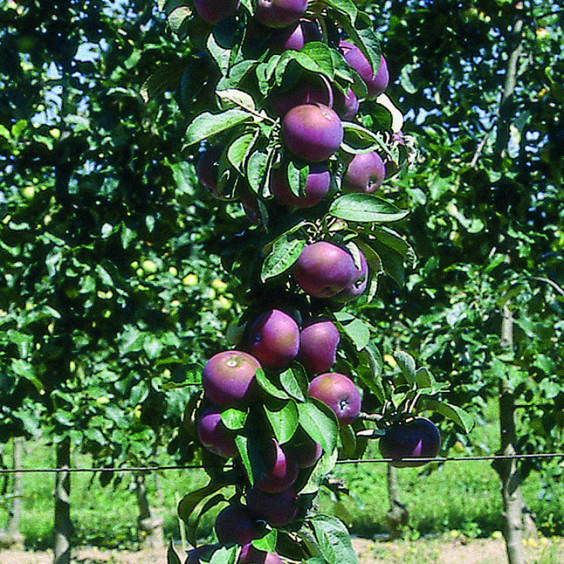 Macieira Chinon colunar Georges Delbard - Malus domestica (Colheita)