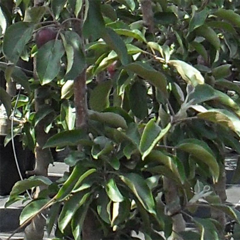 Macieira colunar Pomfital - Malus domestica (Folhagem)