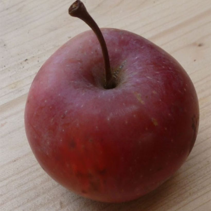 Macieira colunar Pomfital - Malus domestica (Colheita)