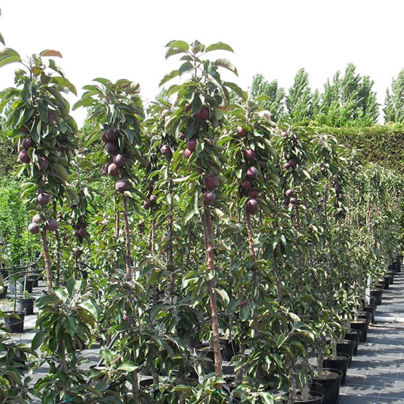 Macieira colunar Pomfital - Malus domestica (Hábito)