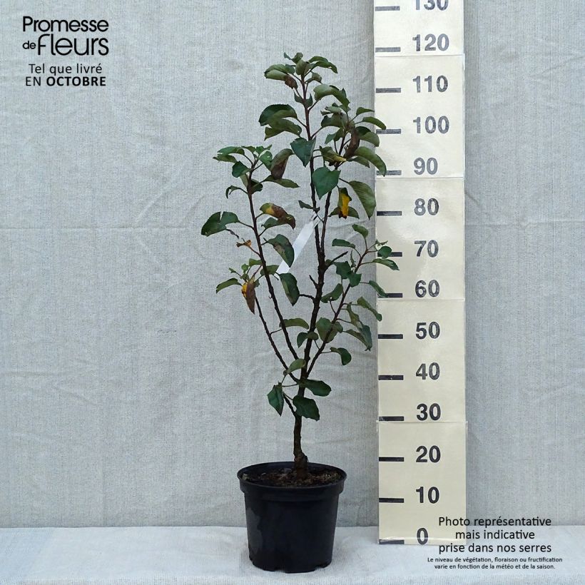 Amostra de Macieira colunar Bolero - Malus domestica Vaso de 6 L/7 L, Colunar tal como entregue no outono