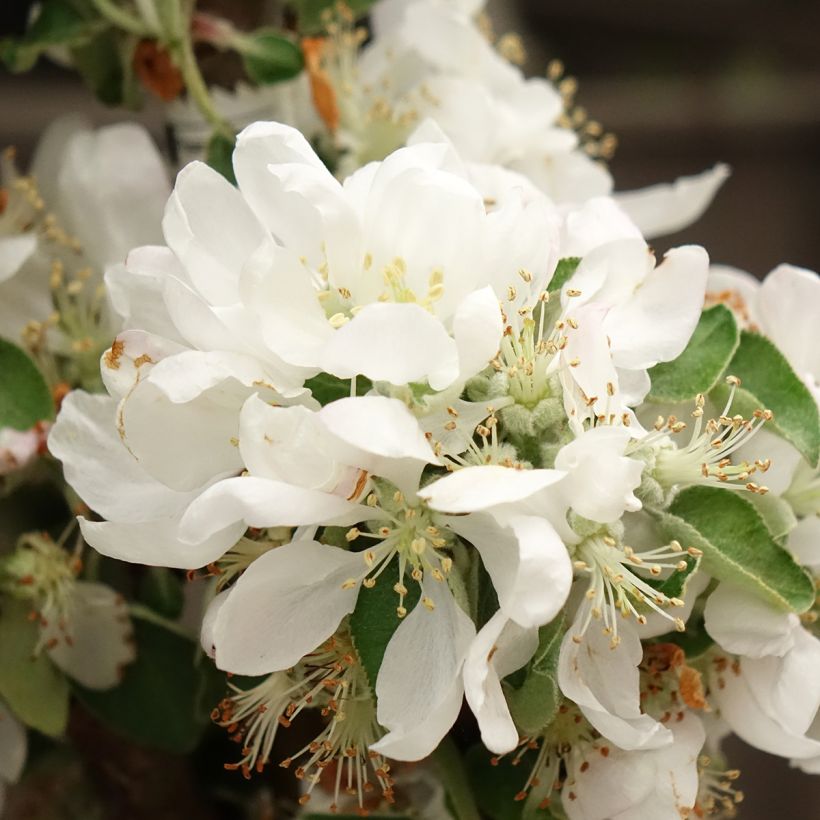 Macieira Villandry Georges Delbard - Malus domestica (Floração)