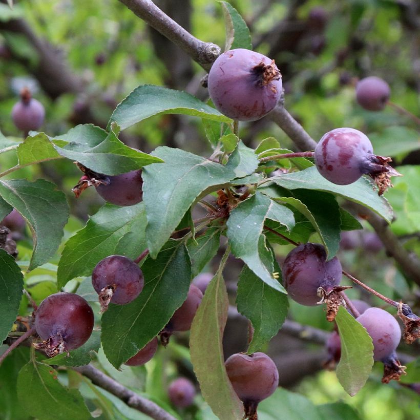 Malus Aldenhamensis (Colheita)