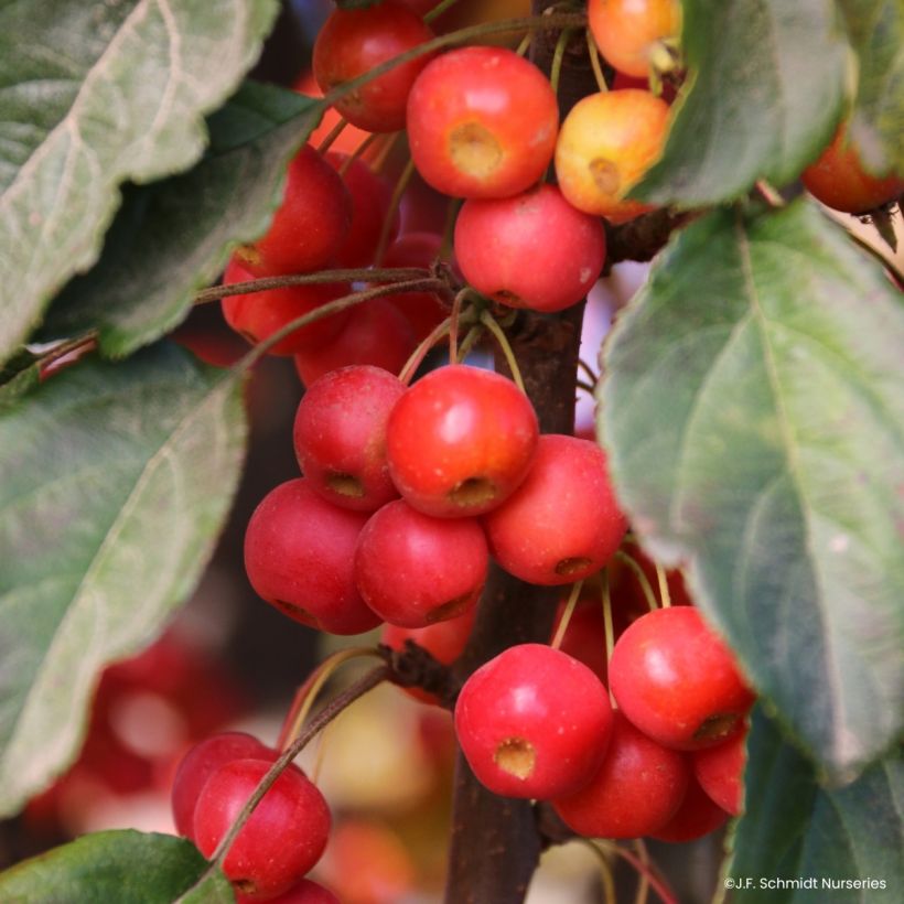 Malus Ivory Spear (Colheita)