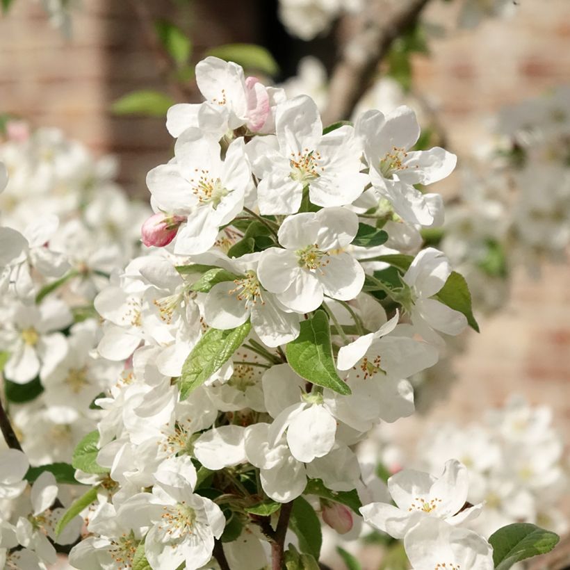 Malus Evereste Perpetu (Floração)