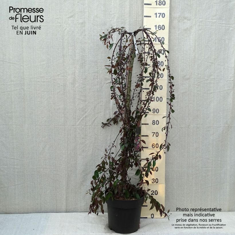 Amostra de Malus Royal Beauty Vaso de 7,5 L/10 L, Haste tal como entregue no verão