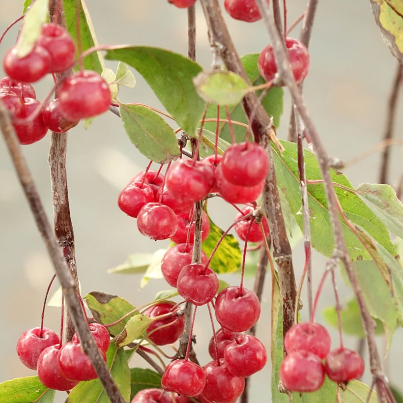Malus Royal Beauty (Colheita)