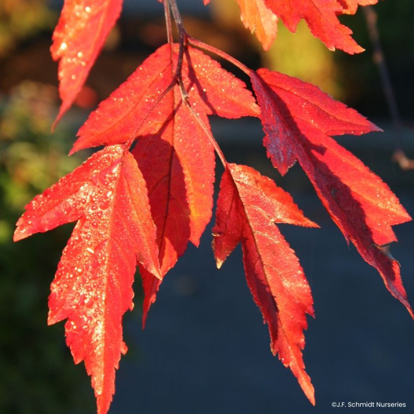 Malus Royal Raindrops (Folhagem)