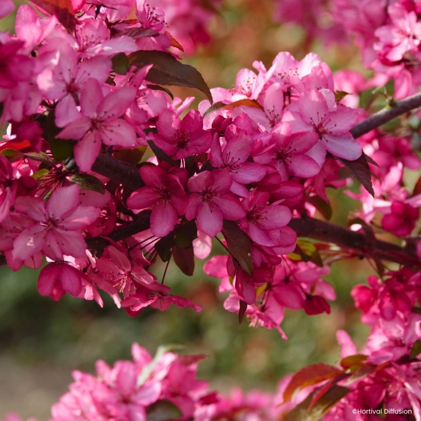 Malus Royal Raindrops (Floração)