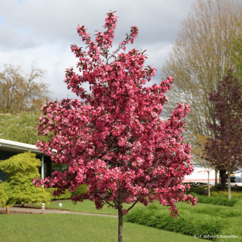 Malus Royal Raindrops (Hábito)