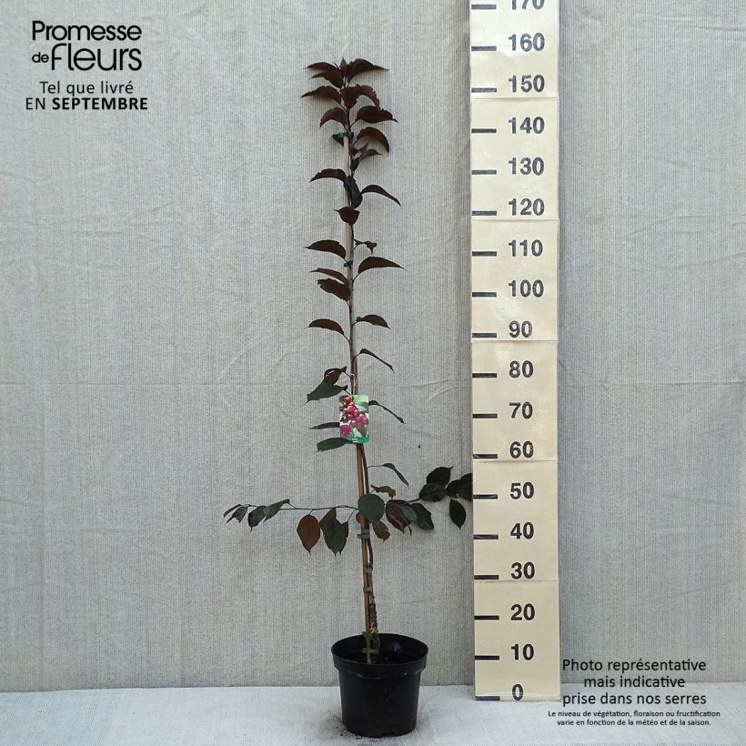 Amostra de Malus Royalty Vaso de 4 L/5 L tal como entregue no verão