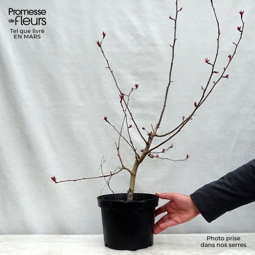 Amostra de Pommier d'ornement - Malus Rudolph Vaso de 4 L/5 L tal como entregue no inverno