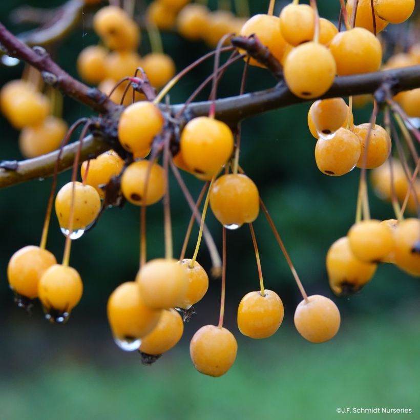 Macieira Sparkling Sprite (Colheita)