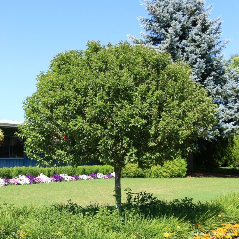 Macieira Sparkling Sprite (Hábito)