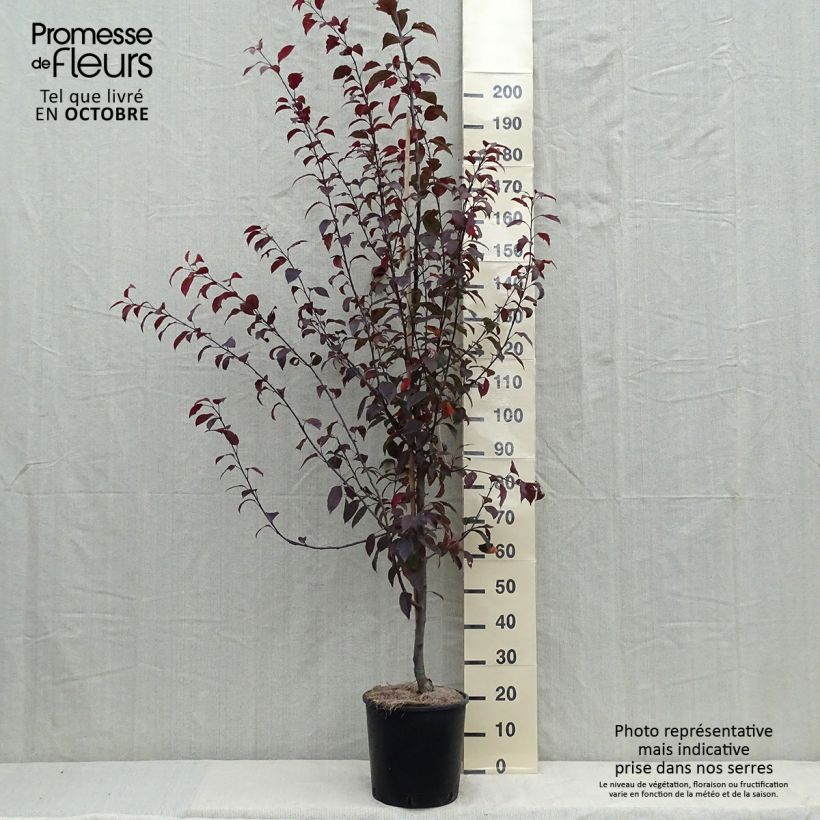 Amostra de Malus Courtarou Coccinella Vaso de 7,5 L/10 L tal como entregue no outono