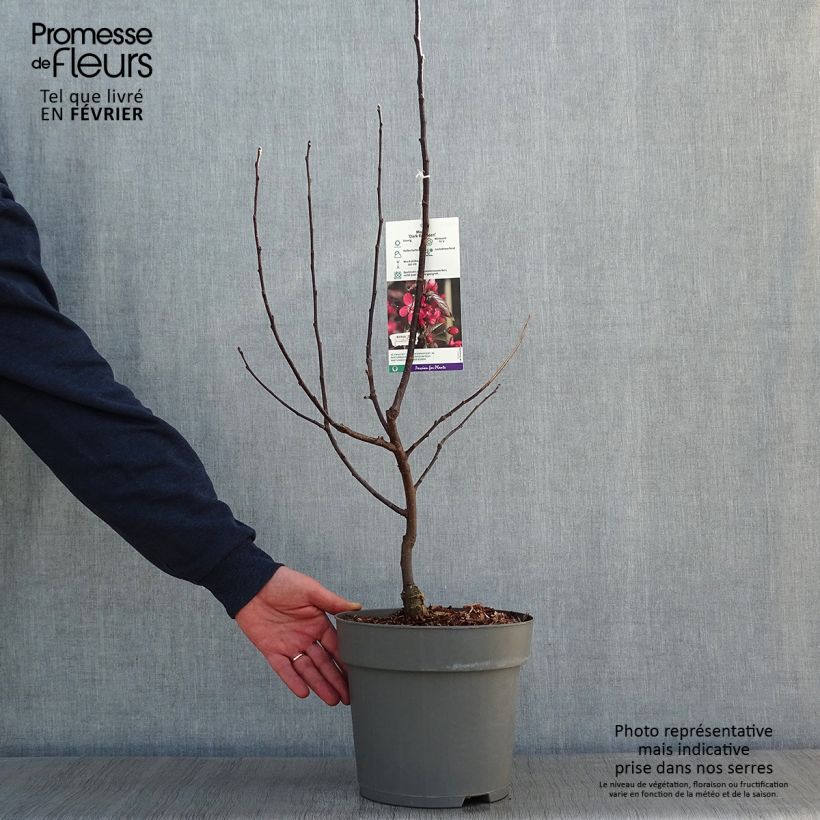 Amostra de Pommier d'ornement - Malus Dark Rosaleen Vaso de 6 L/7 L tal como entregue no inverno