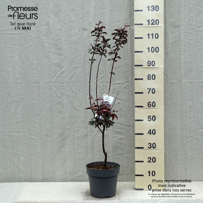 Amostra de Malus Dark Rosaleen - Macieira ornamental Vaso de 6 L/7 L tal como entregue na primavera
