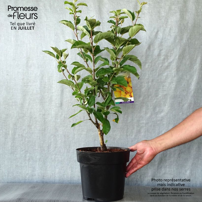 Amostra de Malus Golden Hornet Vaso de 4 L/5 L tal como entregue no verão