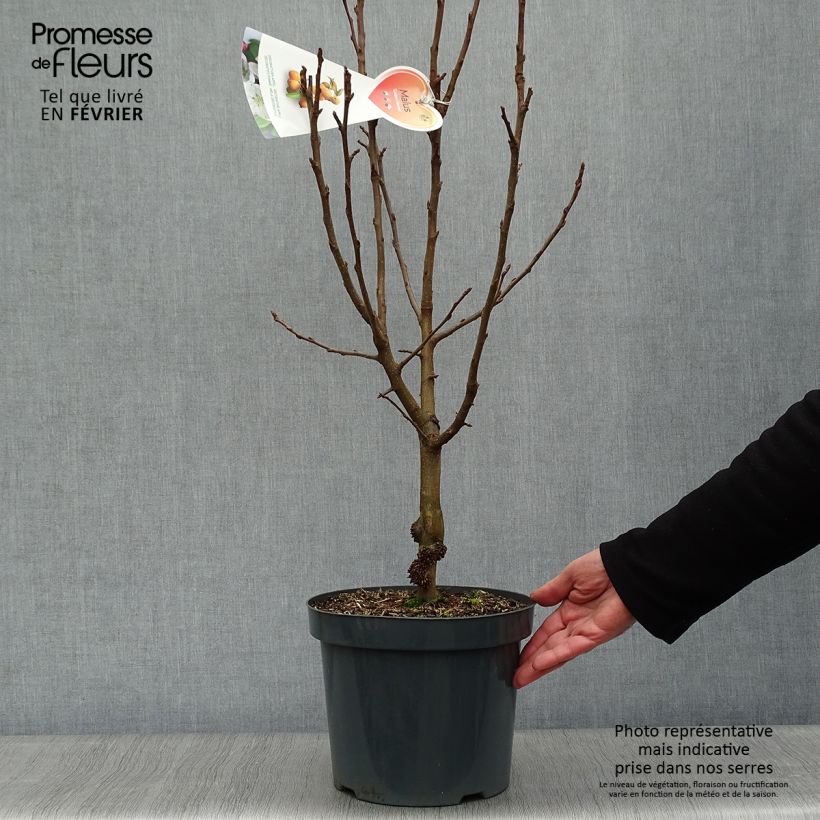 Amostra de Pommier d'ornement - Malus Golden Hornet Vaso de 4 L/5 L tal como entregue no inverno