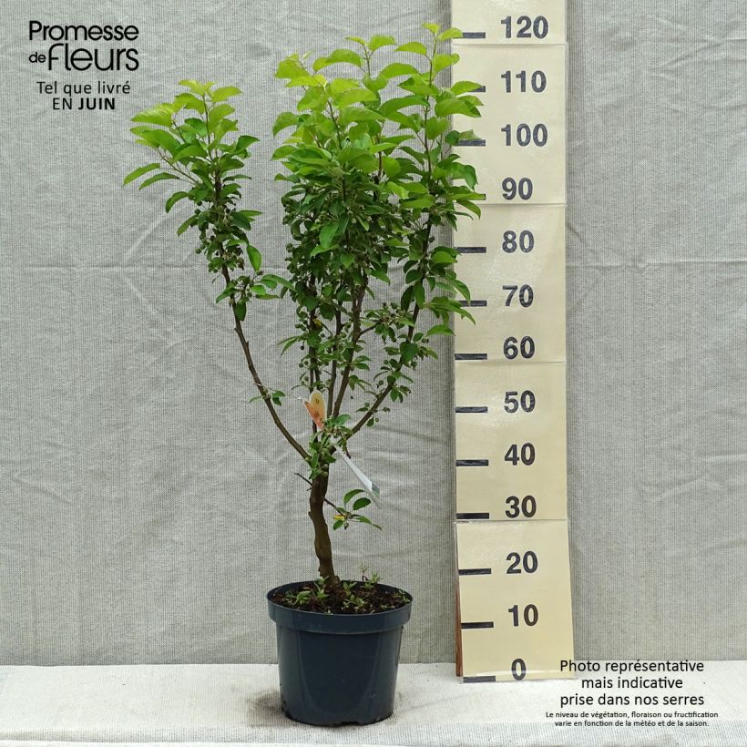 Amostra de Malus Golden Hornet Vaso de 6 L/7 L tal como entregue na primavera