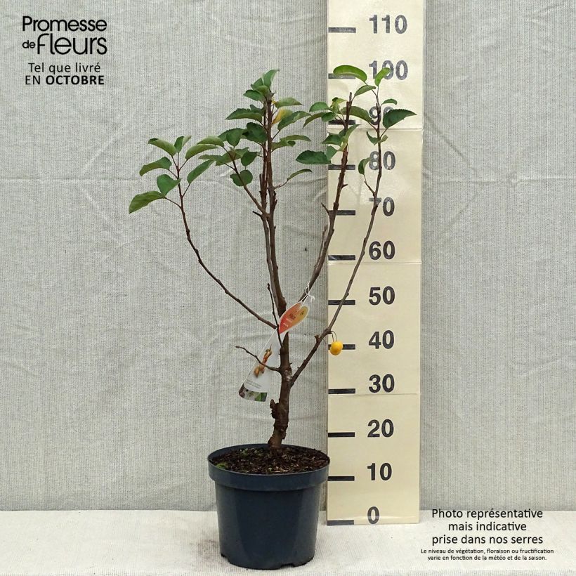 Amostra de Malus Golden Hornet Vaso de 6 L/7 L tal como entregue no outono